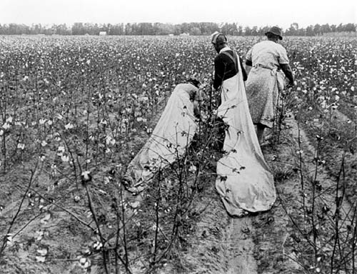 Picking Cotton